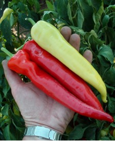 СЕМАРОГ