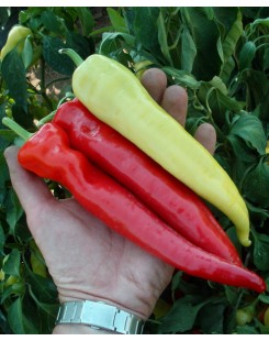 СЕМАРОГ