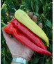 СЕМАРОГ