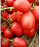 СЕМАРОЛ